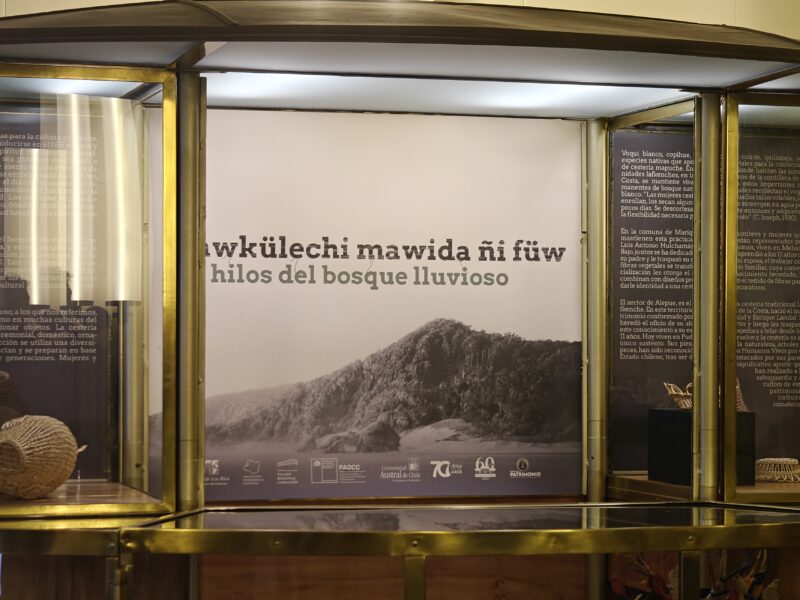 Museos UACh y Asociación Patrimonial Cultural presentan la exposición’Mawkülechi Mawida ñi füw. Los hilos del bosque lluvioso'”